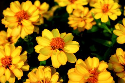 Close-up of yellow flowering plants