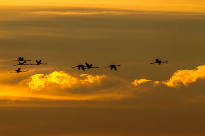 Silhouette of birds flying in sky