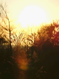 Back lit plants against sky during sunset