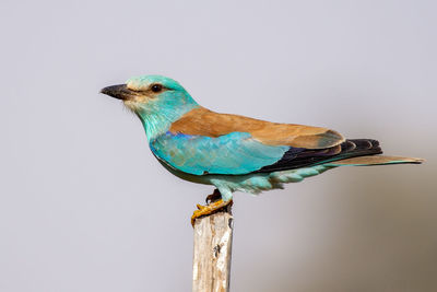 Low angle view of bird perching against clear sky