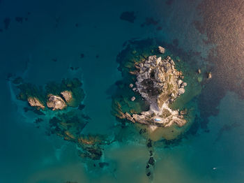 High angle view of jellyfish swimming in sea