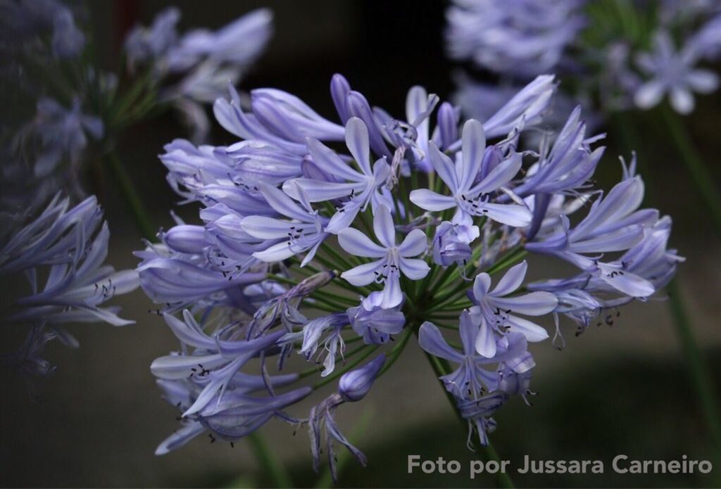 CLOSE-UP OF PURPLE FLOWERS BLOOMING