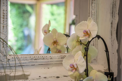 Close-up of white flowering plant against window