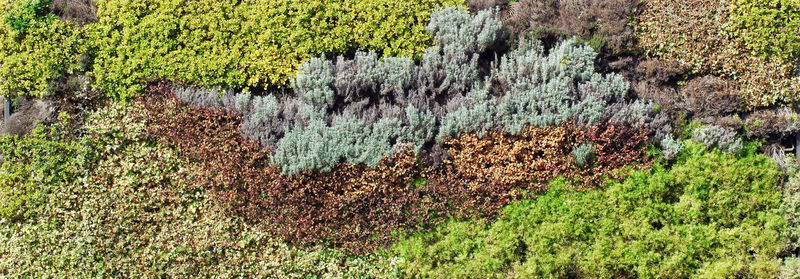 High angle view of trees growing in forest