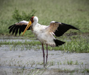 Stork standing at lakeshore