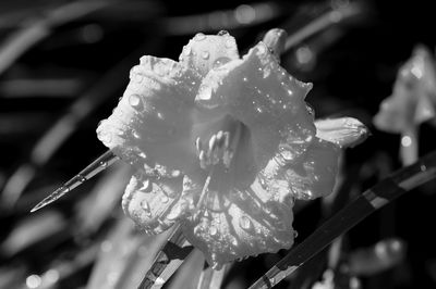 Close-up of wet flower on rainy day