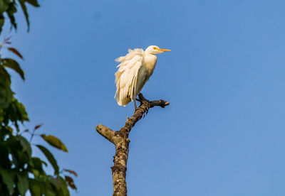 Low angle view of bird perching on branch against blue sky