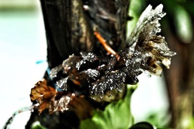 Close-up of insect on water