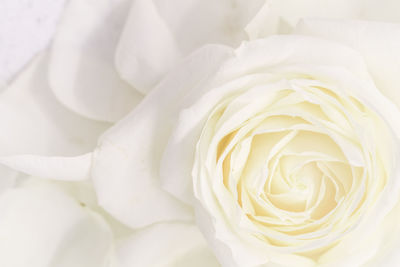 Close-up of white rose