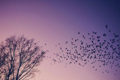 Low angle view of silhouette birds and tree against clear sky during sunset