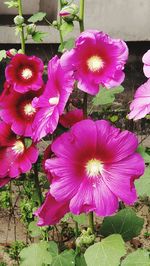 High angle view of flowers blooming in park