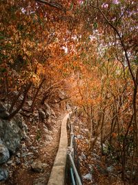 View of empty road in forest during autumn