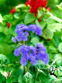 Close-up of purple flowers