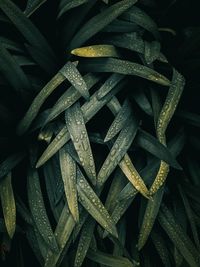 Green plant leaves textured in the garden in the nature, green background