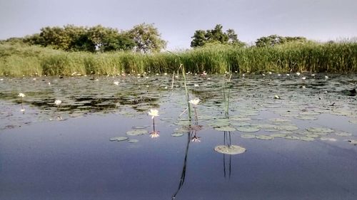 Reflection of trees in water