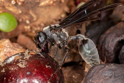 Close-up of insect