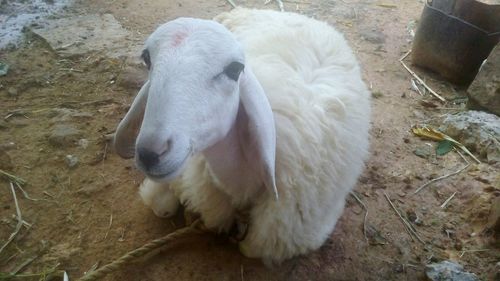 High angle view of sheep on field