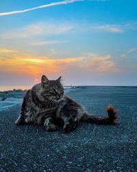 Cat lying on the beach at sunset