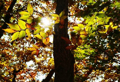 Low angle view of tree