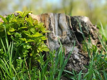 Close-up of plant growing on field