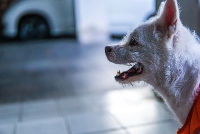 Close-up of dog yawning