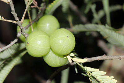 Close-up of fruit growing on tree