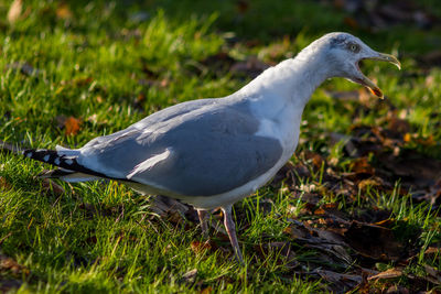 Close-up of seagull perching on grass