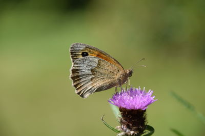 Close-up of butterfly pollinating on purple flower