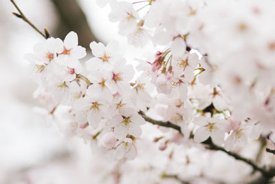 Close-up of white apple blossoms in spring