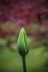 Close-up of flower buds