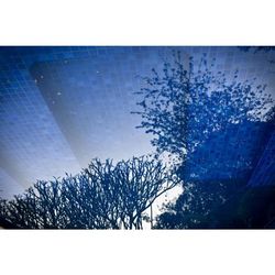 Low angle view of trees against sky