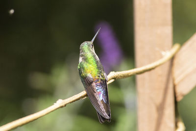 Close-up of bird perching on branch