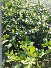 High angle view of plants on sunny day