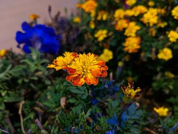 Close-up of yellow flowering plant