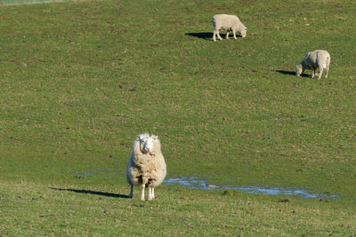 Sheep grazing on a field