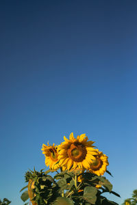 Low angle view of sunflower against clear blue sky