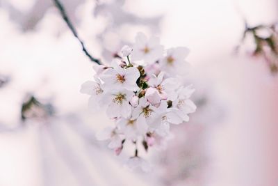 Close-up of apple blossoms in spring