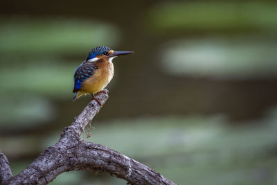 Close-up of bird perching on branch