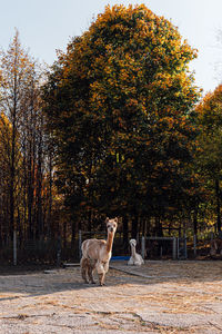 Lama standing on field