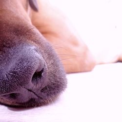 Close-up of a dog