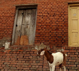 View of a horse against brick wall of building