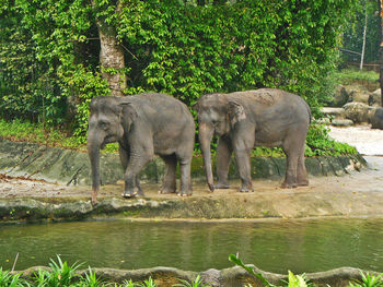 Elephant standing by trees