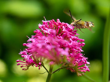 Close-up of bee pollinating on pink flower