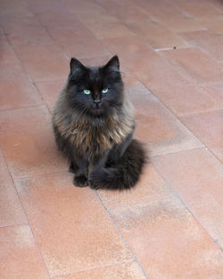 High angle portrait of cat sitting on tiled floor