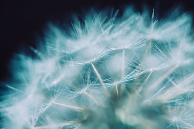 Close-up of dandelion against black background