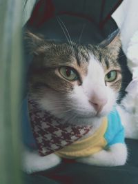 Close-up of cat looking away