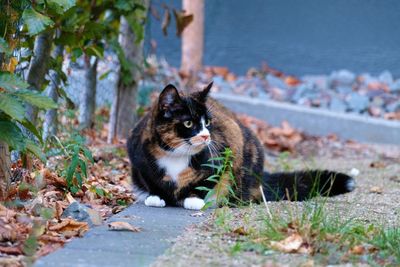 Portrait of cat sitting outdoors