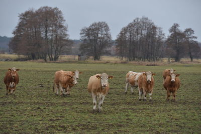 Cows grazing in a field