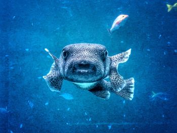 Fish swimming in sea