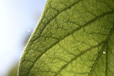 Close-up of leaf